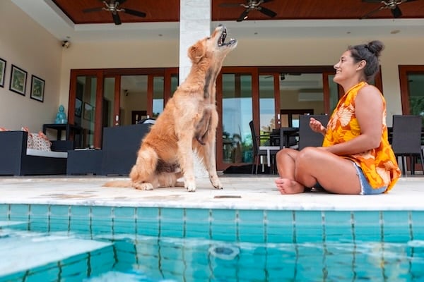 Happy dog barking, poolside