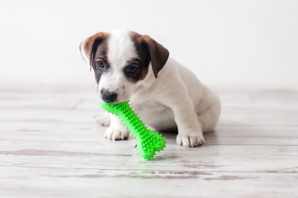 Puppy playing with green bone toy