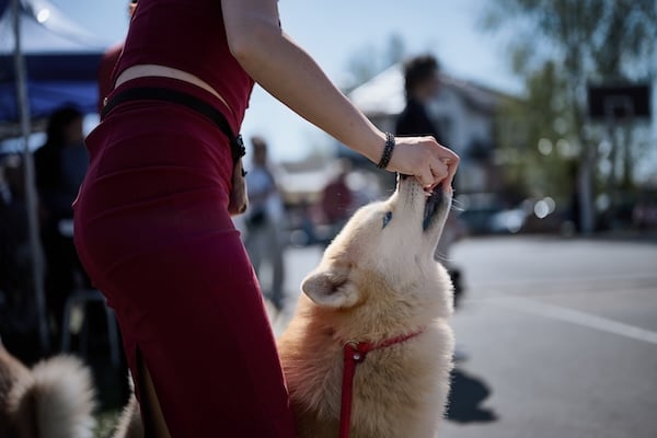 Person feeding dog treat on walk