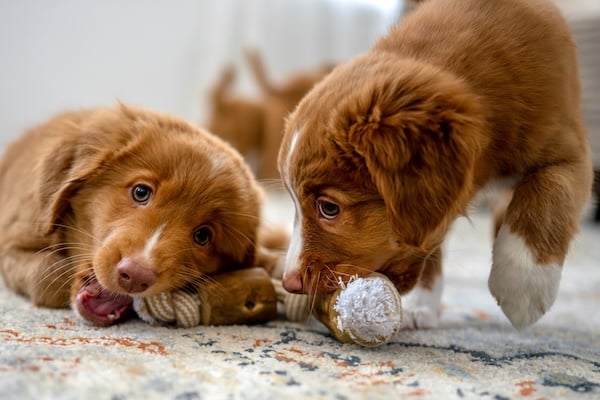 Puppies playing with a toy in a home
