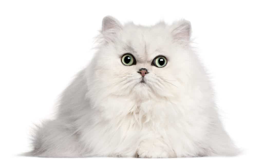 fluffy Persian cat, 2 years old, in front of white background