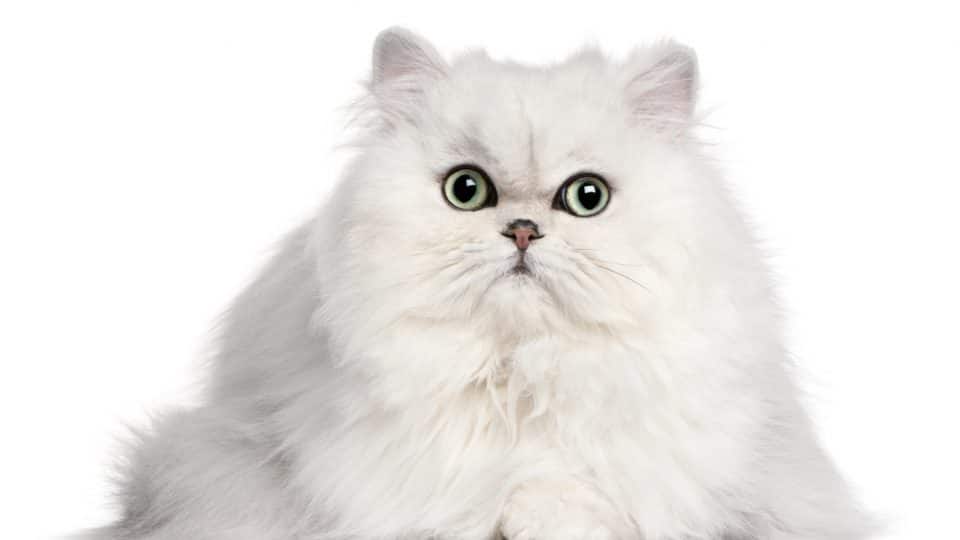 fluffy Persian cat, 2 years old, in front of white background