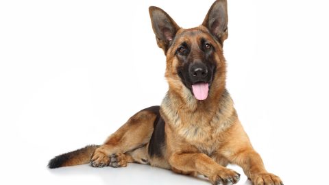 German shepherd dog lying on white background
