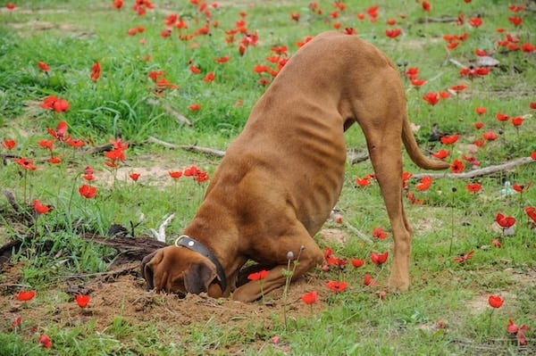 Dog digging in yard