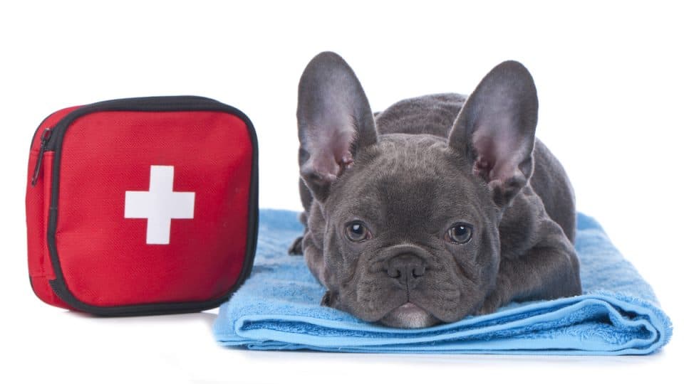 French bulldog with first aid kit