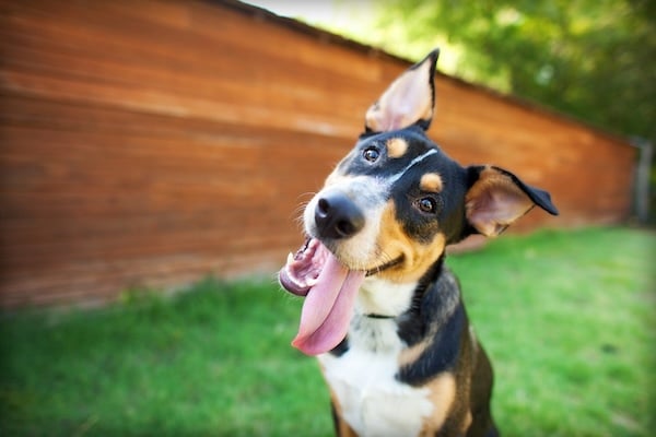 Silly dog in front of fence looking at camera