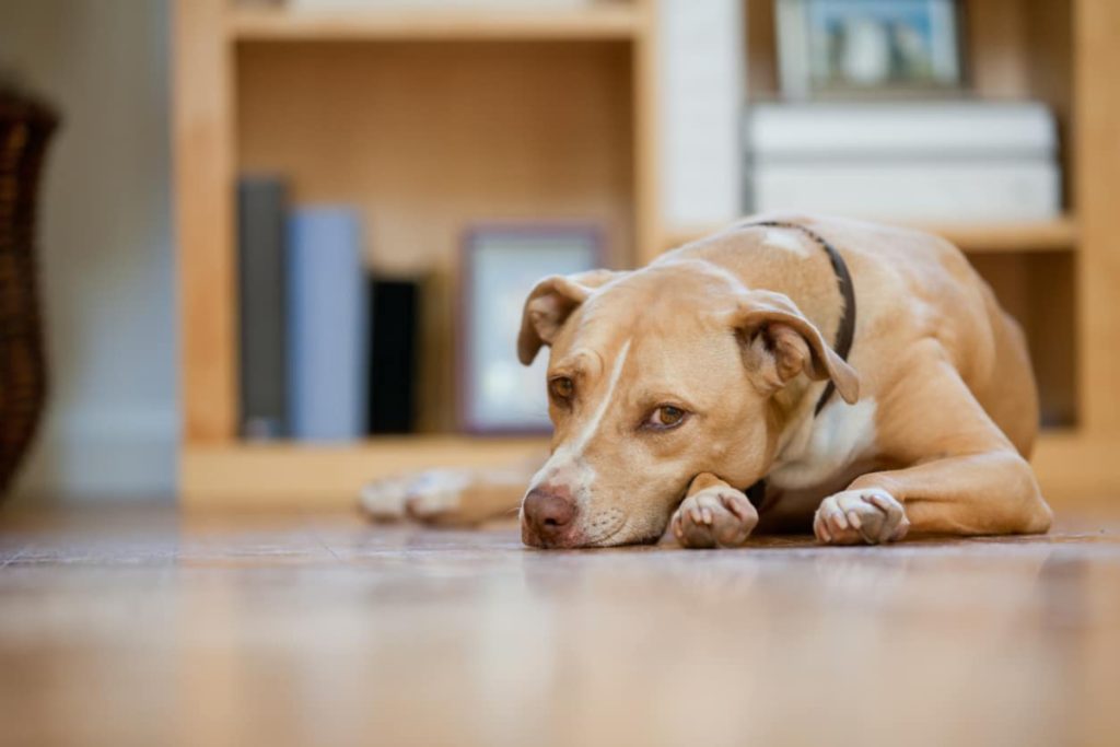 Why Do Dogs Run Away? 5 Reasons and How To Stop It
