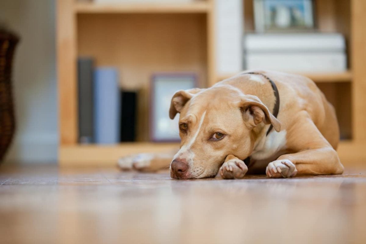 lethargic mixed breed dog lays on the floor looking bored