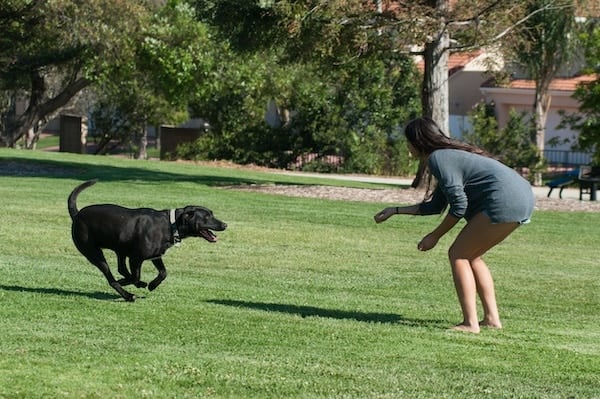 Dog sprints back to calling woman in park