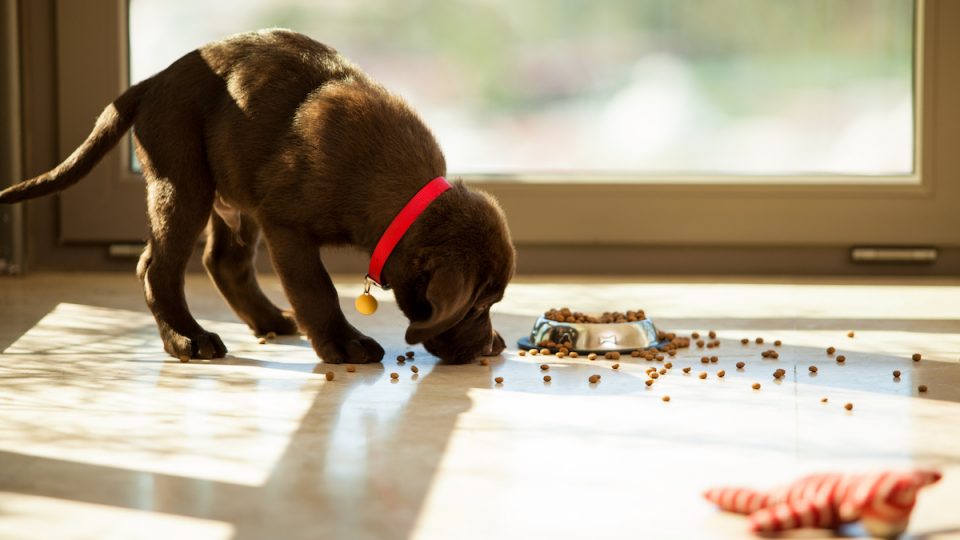 Brown Labrador puppy eating from plate in sunny room