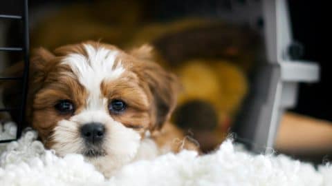An 8 week old bichon/shih-tzu puppy hanging out in his crate