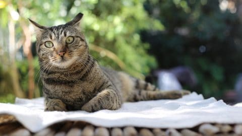 A cat lies on a mat and watches in a shaded garden