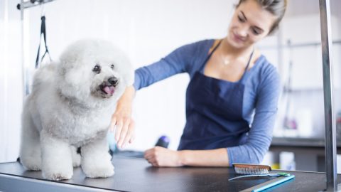 Dog on grooming table being attended by smiling woman