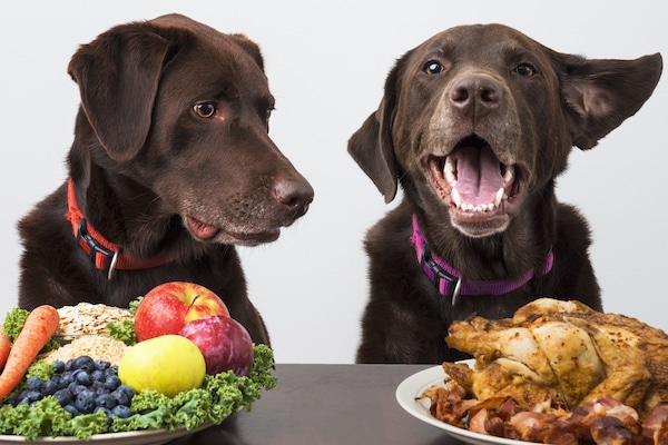 Dogs compare plates, one with chicken and one with vegetables