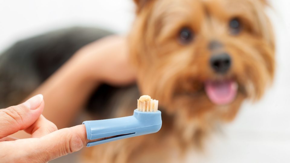 Hand holding dog toothbrush with toothpaste, dog in background