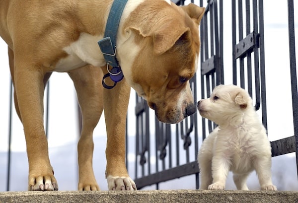 Poodle puppy playing with senior Mastiff