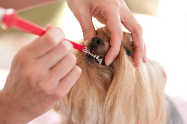 Yorkshire Terrier gets teeth brushed