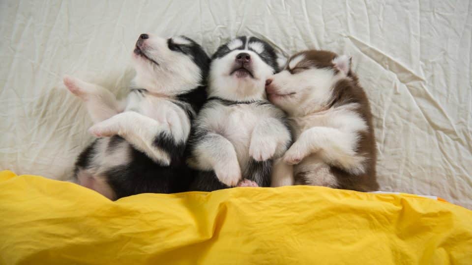 Cute Siberian husky puppies sleeping on white bed