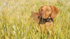 Hunting dog wearing e-collar in the ripening grain