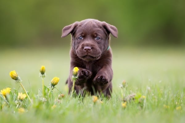 Young brown Lab puppy running through grass