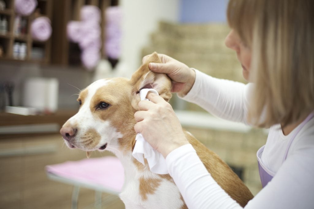 Cleaning a dog's ear with an infection