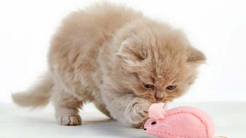 Kitten playing with pink mouse toy