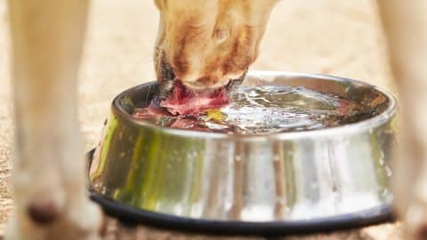 Thirsty yellow labrador retriever is drinking water from bowl