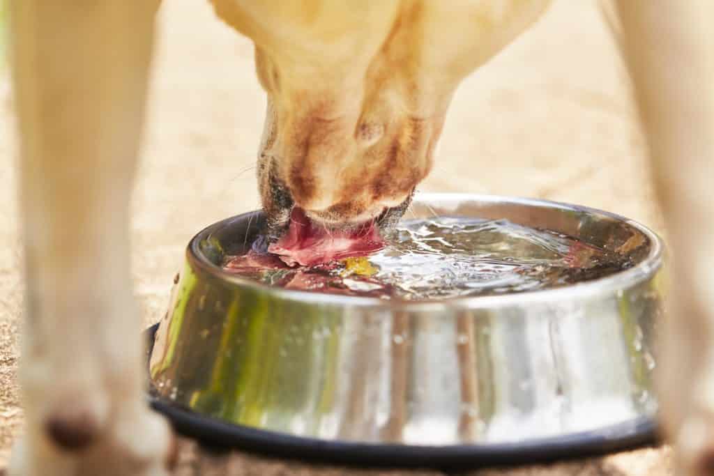 Thirsty yellow labrador retriever is drinking water from bowl.