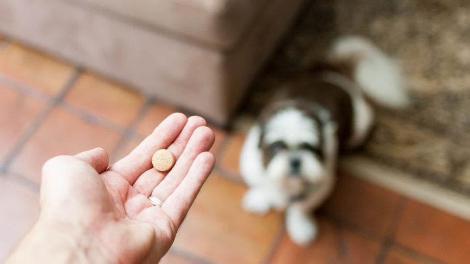 Pet owner gives expectant dog treat