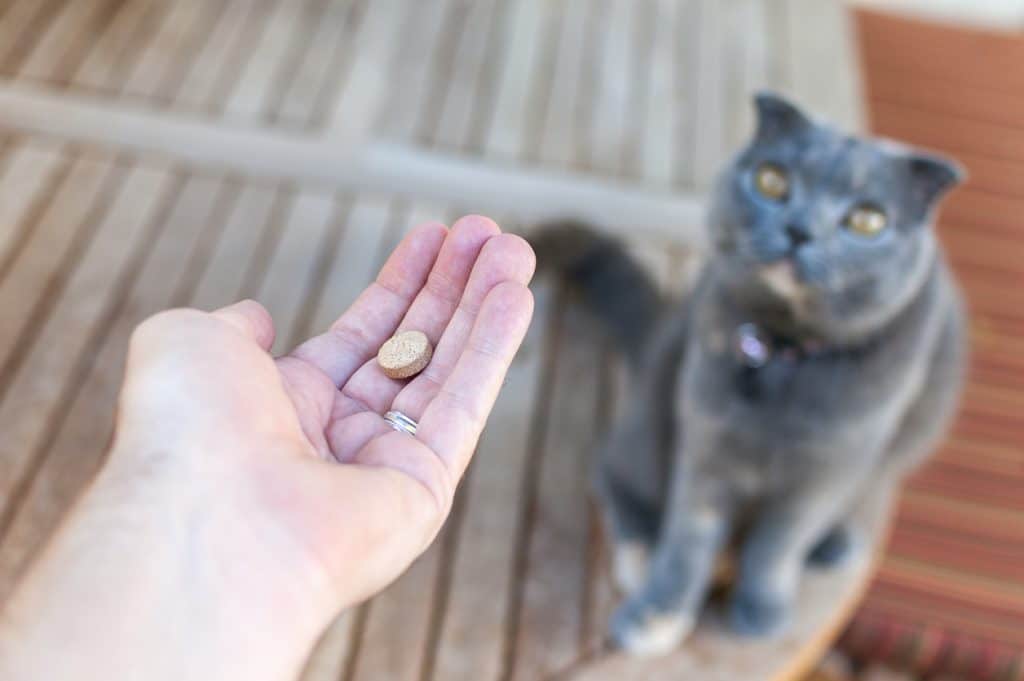 Ein Mensch zeigt seiner Katze eine Tablette