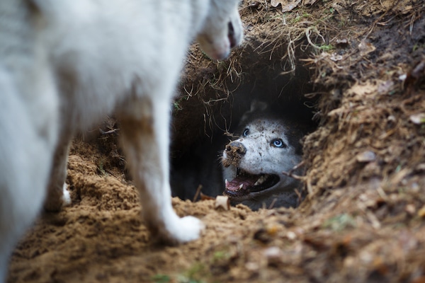 Dirty Husky looks happily out of hole in the ground