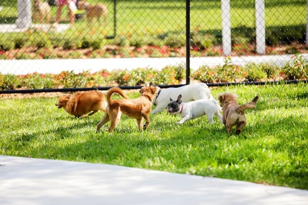Dogs playing at dog park in sunlight