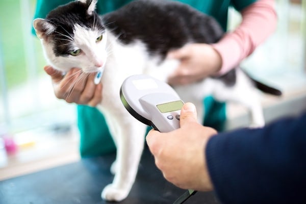 Veterinarian identifying cat by microchip implant