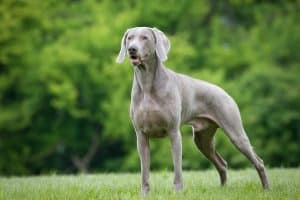 Purebred Weimaraner dog outdoors in the nature on grass meadow on a summer day