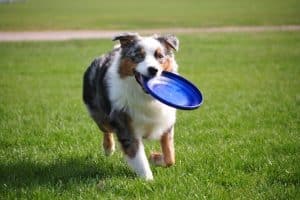 An Australian Shepherd runs smiling with a frisbee.
