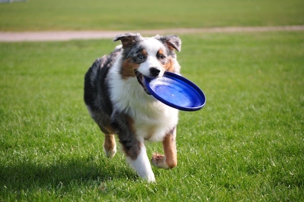 An Australian Shepherd runs smiling with a frisbee.