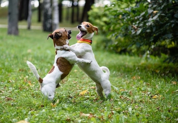 Dog Play Behavior: Unlocking Joy and Social Skills in Pets