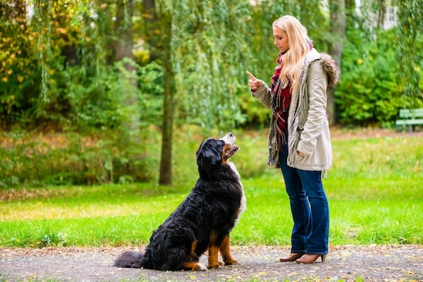 Girl in autumn park training her dog in obedience giving the sit command