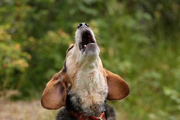 Dog howling outside