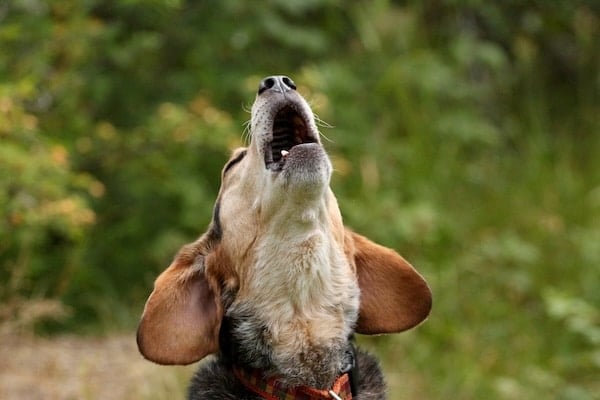 Beagle howling against grassy background.