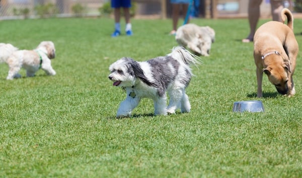 Dogs playing at a dog park