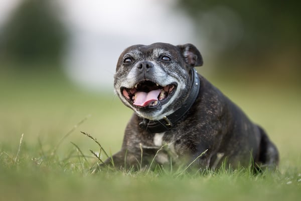 Old adult staffordshire bull terrier outdoors in the garden on a sunny summer day. 