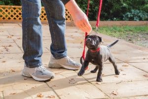 A cute black Staffordshire bull terrier puppy receives a treat while wearing a leash