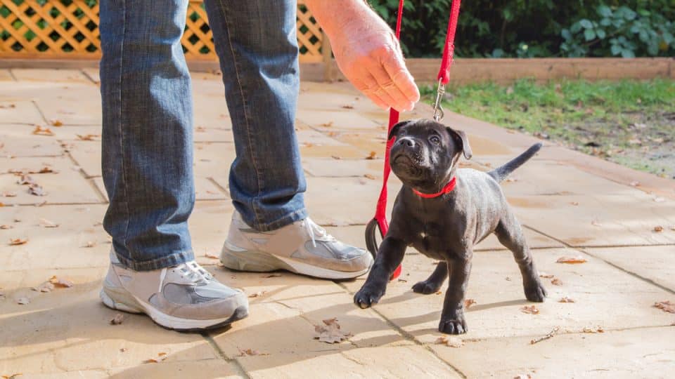 A cute black Staffordshire bull terrier puppy with a red collar and red leash