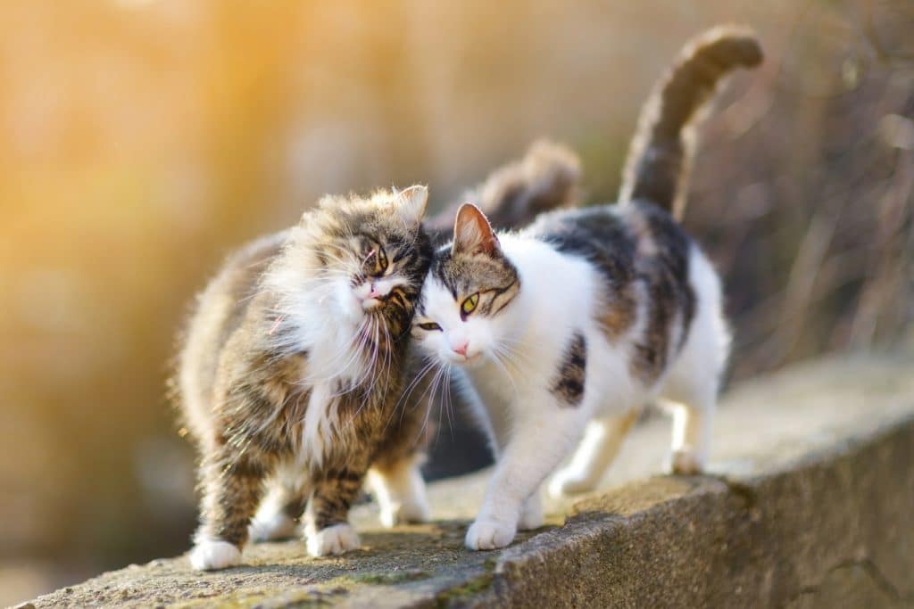 dos gatos de pelo largo amistosos frotando las cabezas