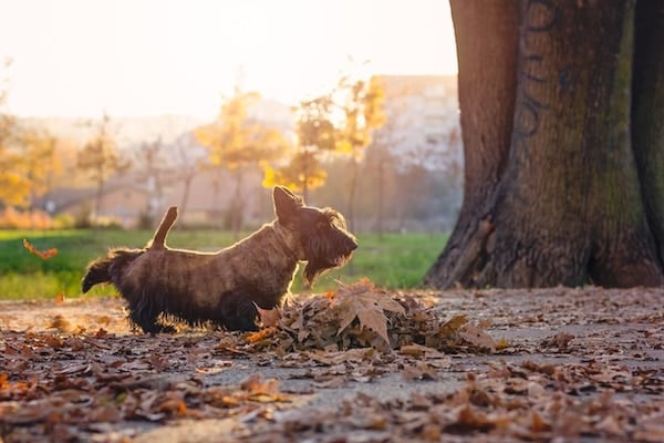 Scottish terrier peeing in an autumn park