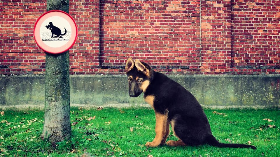 German Shepherd looking sadly at "no pooping" sign
