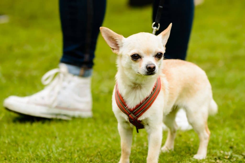 Chihuahua in harness on grass