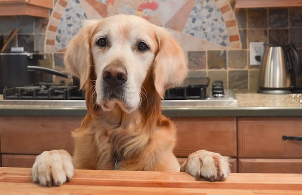 Golden Retriever standing up behind a central counter with paw on top