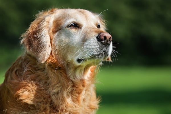 Purebred Golden Retriever dog outdoors on a sunny summer day